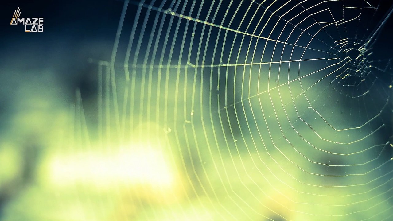 Spiders in Space! Tiny Critters Learn How to Bu...