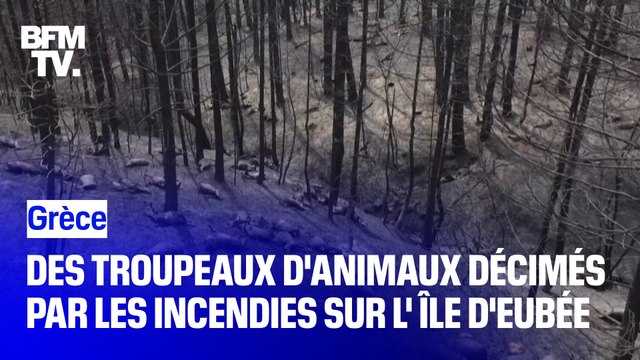 Grèce: des troupeaux d'animaux décimés par les incendies sur l'Île d'Eubée
