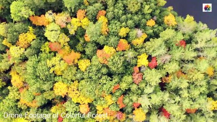 "Colorful Forest" #Drone Footage(HD)