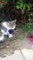 Kedi Yemeğini Yavru Kirpilerle Paylaştı. #kedi #kirpi #kedivideoları #kedivekirpi