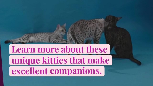 12 Exotic Cat Breeds to Consider for Your Next Pet