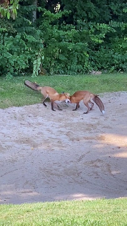 Frolicking Foxes Fumble about Bunker