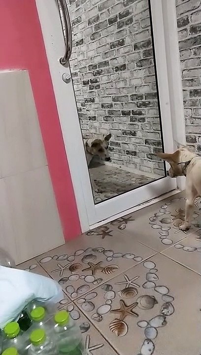 Dog is Confused by Reflection