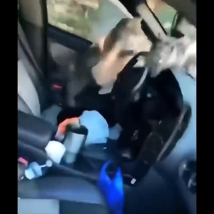 Funny Cats Life