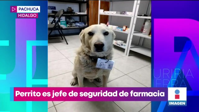 Perrito es nombrado jefe de seguridad de farmacia
