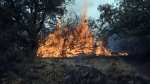 Waldbrände am südlichen Mittelmeer: Dutzende Tote in Algerien und Italien