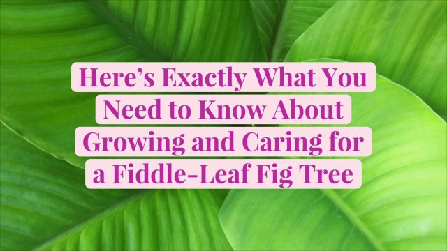Here's Exactly What You Need to Know About Growing and Caring for a Fiddle-Leaf Fig Tree