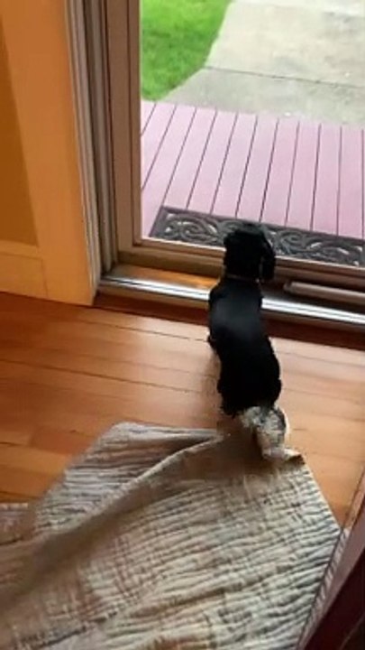 Little Weenie Does Her Happy Dance