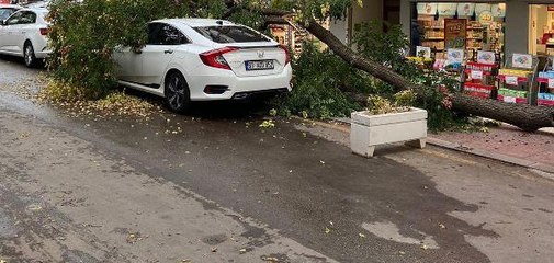 Ankara'da otomobilin üzerine ağaç devrildi