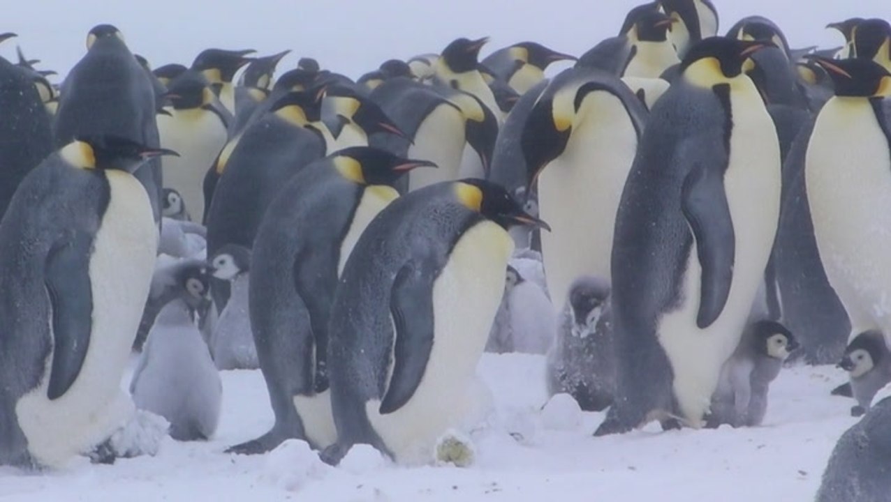 Environmental impact to the emperor penguin