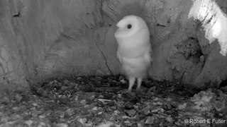 This Barn Owl Baby Just Heard Thunder for the First Time  Wildlife Moments