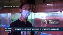 Koleksi Ikan Gabus Hias Bernilai Jual Tinggi