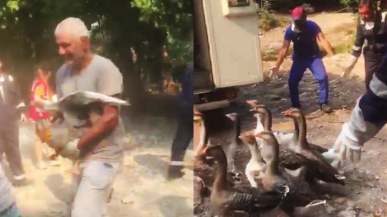'Marmaris, Turkey: Rescuing Animals & Getting Them Away from the Destructive Wildfires '