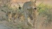 Lion cubs - High-Level Bridge Sabie River between Skukuza and Lower Sabie - Kruger National Park