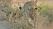 Lion cubs - High-Level Bridge Sabie River between Skukuza and Lower Sabie - Kruger National Park