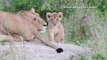 Three cute Lion cubs playing at Renosterkoppies in Kruger National Park