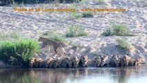 20 Lions drinking Line up, lion up! The beautiful moment all drink in perfect unison - Lower Sabie
