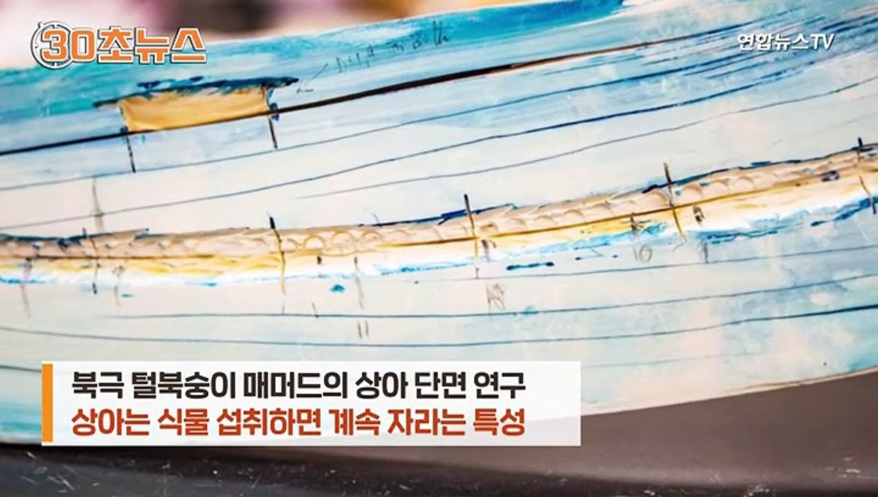 [30초뉴스] 지구 두바퀴나 돌았네…상아로 밝혀낸 알래스카 매머드의 삶