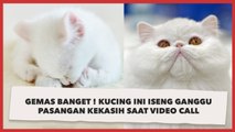 Gemas Banget ! Kucing Ini Iseng Ganggu Pasangan Kekasih saat Video Call