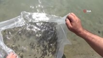 Göletlere 120 bin adet sazan balığı yavrusu bırakıldı