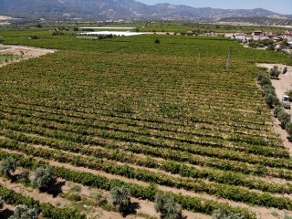 Çekirdeksiz Sultaniye üzümün ihracat yolculuğu başladı