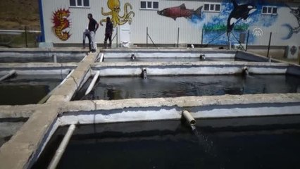 Alabalık tesisinde 4 milyon yavru üretimi gerçekleştirildi