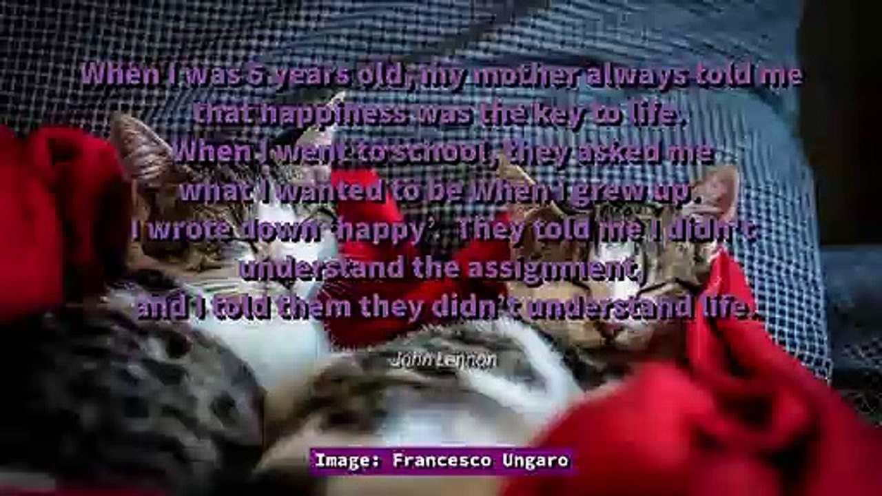 More Cats & Quotes - Inspirational Quotes to Brighten Your Day - Motivational Quotes