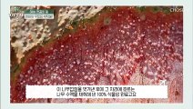 관절&연골 튼튼함의 비결 『보스웰리아』 TV CHOSUN 20210814 방송