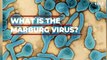 Marburg virus - First case of deadly Ebola-like virus has been detected