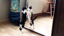 Funny Cat And mirror Video-Funny video-What's App Videos-30 Seconds Status Video-