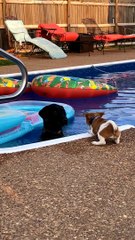 New Puppy Pushed Into Pool