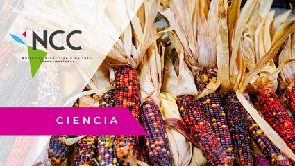 El maíz, el cereal que más se produce en el planeta