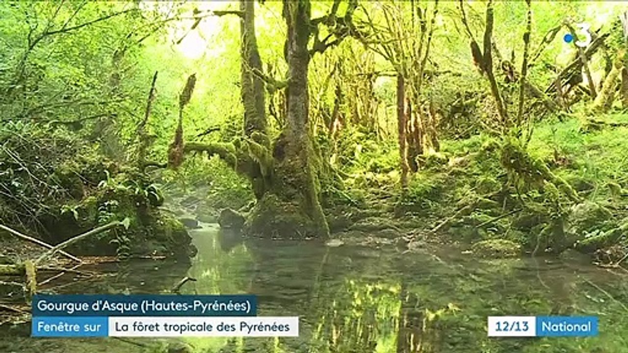 Randonnée : dans une forêt tropicale des Hautes-Pyrénées