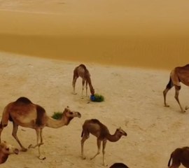 مشهد يصعب رؤيته.. هذا ما يحدث عندما نتهاون في الحفاظ على البيئة