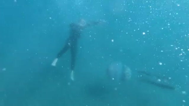 Las medusas gigantes visitan el Mediterráneo español