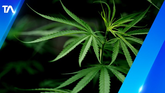 Ecuador tiene ventajas sobre otros países para cultivo de cannabis