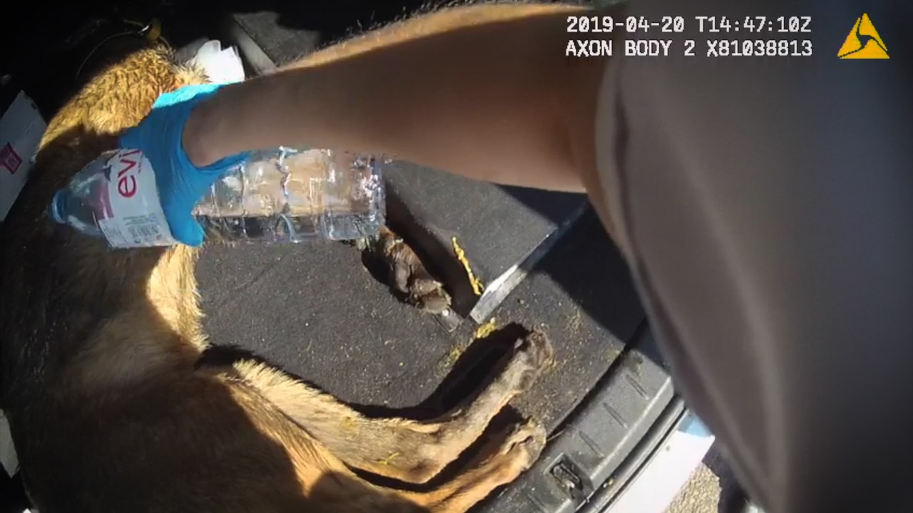 Two dogs left to die in hot car because they were barking too loudly