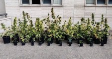 Roma - Scoperta coltivazione di marijuana in una palazzina di Casal Bruciato (13.08.21)