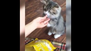 Baby Cat - Cute and Funny Cats Doing Funny Things - Funny Cats Videos Compilation #22