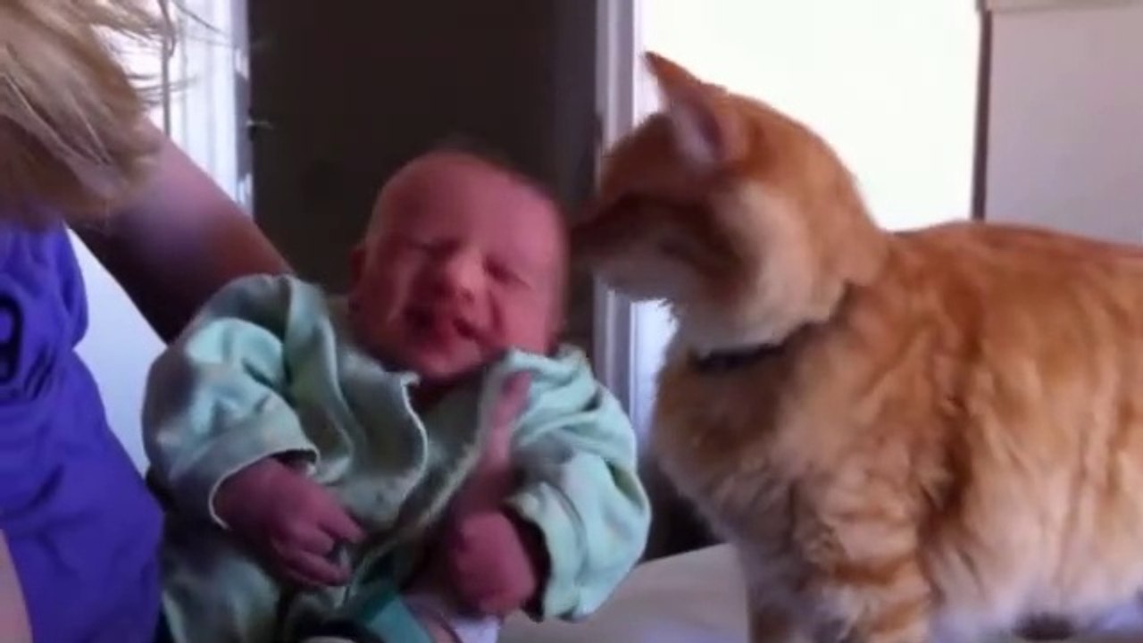 Cute Funny Pets - Cats Meeting Babies Of the FIRST Time