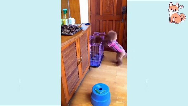 The Most Adorable Cute Cat Baby - Awesome Pets Videos