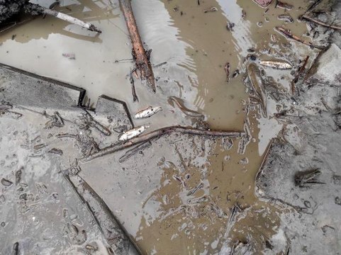 Sel suları deredeki balıkları karaya vurdu