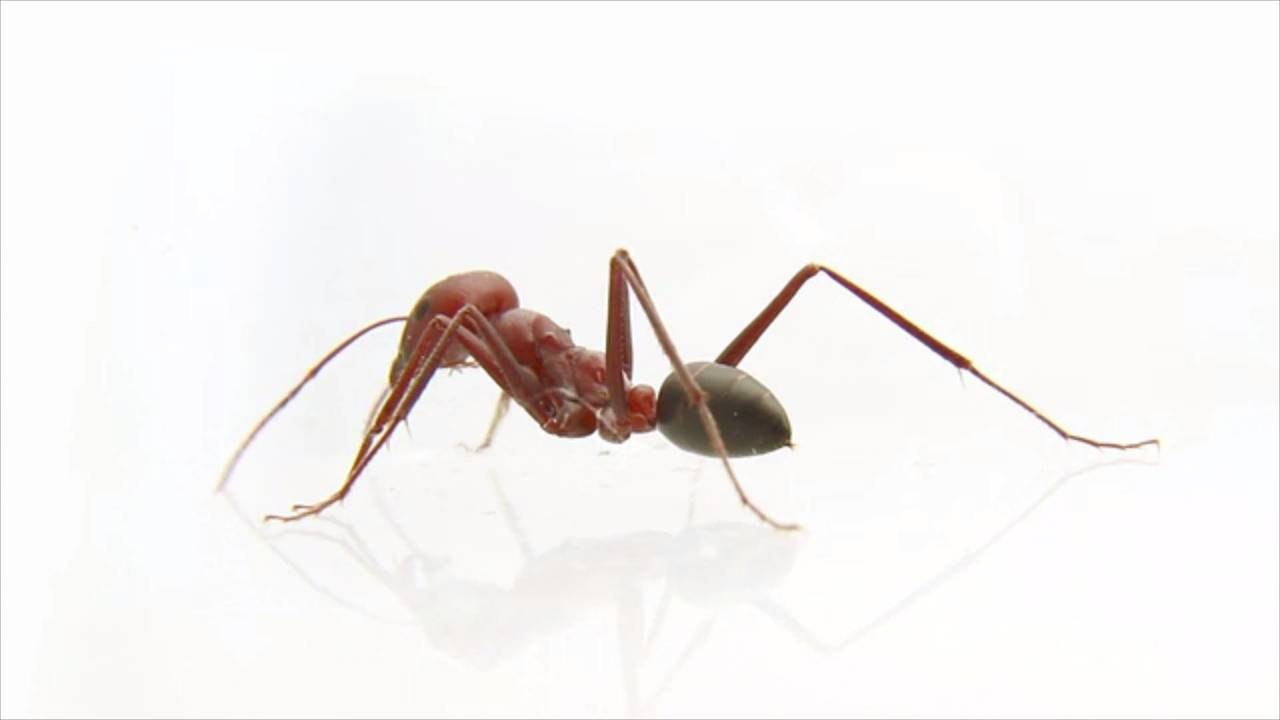 How to Get Rid of Ants in the Kitchen