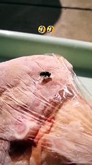 Une mouche se retrouve collée à de la viande congelée