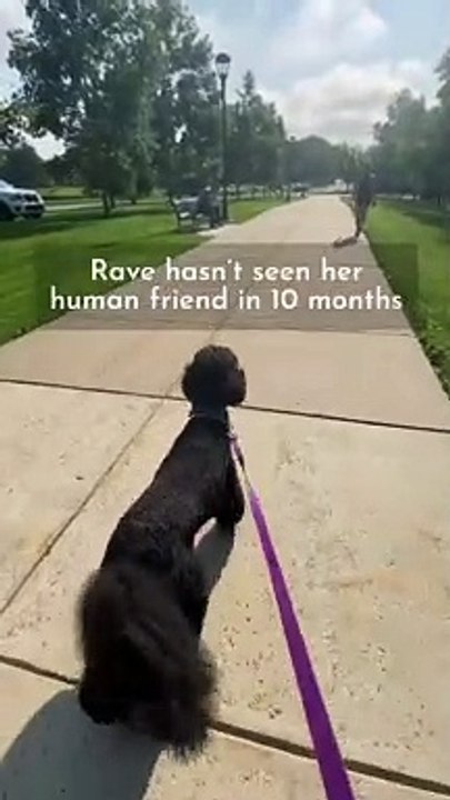 Ce chien reconnait un vieil ami qu'il n'a pas vu depuis des mois... adorable