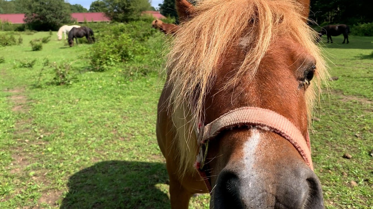 Possible interdiction des balades à poney dans les parcs parisiens  :  "Mes animaux travaillent 100 jours par an"