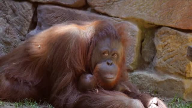 Nace una cría de orangután de Borneo en el Bioparc de Fuengirola