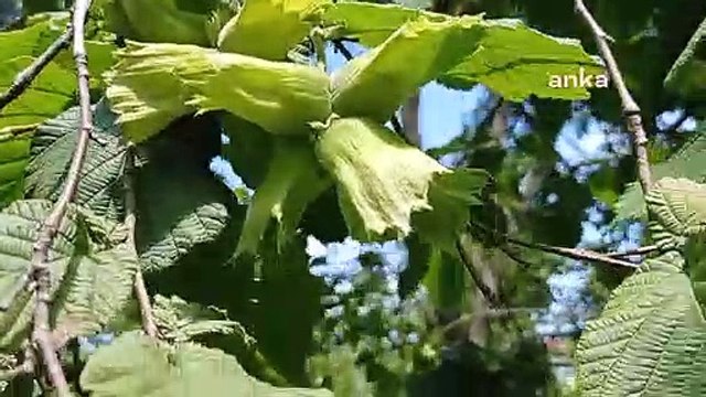 Erdoğan'ın açıkladığı fındık fiyatına şiirli tepki