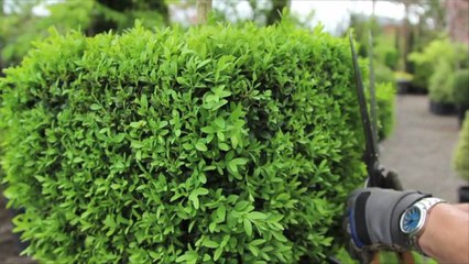 What to Know About Different Types of Pruning Cuts