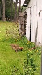 Baby Foxes Play Next to Old Barn